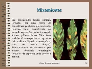 MixomicetosMixomicetos
São considerados fungos simples,
formados por uma massa de
consistência gelatinosa plurinucleada.
Desenvolvem-se normalmente no
meio de vegetações, sobre troncos de
árvores, galhos e folhas. Alimentam-
se de bactérias ou partículas orgânicas
(não realizam digestão extracorpórea,
como os demais fungos).
Reproduzem-se sexuadamente por
esporos, formando esporângios
(produtor de esporos) onde ocorre a
meiose.
Alvido Bernardo Muaviraca 208
 
