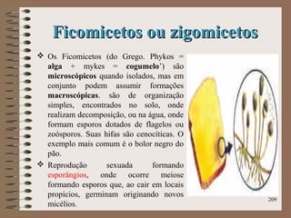 Ficomicetos ou zigomicetosFicomicetos ou zigomicetos
 Os Ficomicetos (do Grego. Phykos =
alga + mykes = cogumelo’) são
microscópicos quando isolados, mas em
conjunto podem assumir formações
macroscópicas. são de organização
simples, encontrados no solo, onde
realizam decomposição, ou na água, onde
formam esporos dotados de flagelos ou
zoósporos. Suas hifas são cenocíticas. O
exemplo mais comum é o bolor negro do
pão.
 Reprodução sexuada formando
esporângios, onde ocorre meiose
formando esporos que, ao cair em locais
propícios, germinam originando novos
micélios.
209
 