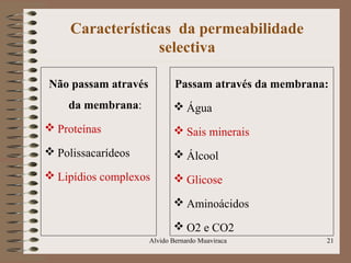 Características da permeabilidade
selectiva
Não passam através
da membrana:
 Proteínas
 Polissacarídeos
 Lipídios complexos
Passam através da membrana:
 Água
 Sais minerais
 Álcool
 Glicose
 Aminoácidos
 O2 e CO2
21Alvido Bernardo Muaviraca
 
