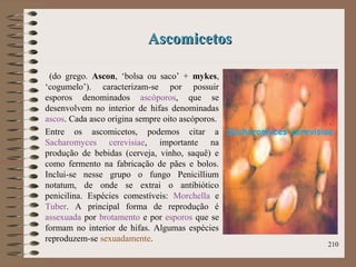 AscomicetosAscomicetos
(do grego. Ascon, ‘bolsa ou saco’ + mykes,
‘cogumelo’). caracterizam-se por possuir
esporos denominados ascóporos, que se
desenvolvem no interior de hifas denominadas
ascos. Cada asco origina sempre oito ascóporos.
Entre os ascomicetos, podemos citar a
Sacharomyces cerevisiae, importante na
produção de bebidas (cerveja, vinho, saquê) e
como fermento na fabricação de pães e bolos.
Inclui-se nesse grupo o fungo Penicillium
notatum, de onde se extrai o antibiótico
penicilina. Espécies comestíveis: Morchella e
Tuber. A principal forma de reprodução é
assexuada por brotamento e por esporos que se
formam no interior de hifas. Algumas espécies
reproduzem-se sexuadamente.
210
Sacharomyces cerevisiae
 