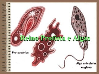 Reino Protista e AlgasReino Protista e Algas
 