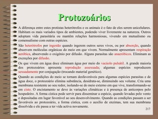 ProtozoáriosProtozoários
A diferença entre estes protistas heterótrofos e os animais é o fato de eles serem unicelulares.
Habitam os mais variados tipos de ambientes, podendo viver livremente na natureza. Outros
adoptam vida parasitária ou mantêm relações harmoniosas, vivendo em mutualismo ou
comensalismo com outras espécies.
São heterótrofos por ingestão quando ingerem outros seres vivos, ou por absorção, quando
absorvem moléculas orgânicas do meio em que vivem. Normalmente apresentam respiração
aeróbica, absorvendo o oxigénio por difusão. Alguns parasitas são anaeróbicos. Eliminam as
excreções por difusão.
Os que vivem em água doce eliminam água por meio do vacúolo pulsátil. A grande maioria
dos protozoários apresenta reprodução assexuada; algumas espécies reproduzem
sexuadamente por conjugação (trocando material genético).
Quando as condições do meio se tornam desfavoráveis para algumas espécies parasitas e de
água doce, o protozoário elimina substância, desidrata-se, diminuindo seu volume. Cria uma
membrana resistente ao seu redor, isolando-se do meio externo em que vive, transformando-se
em cisto. O encistamento se deve às variações climáticas e à presença de anticorpos pelo
hospedeiro. A forma cística pode servir para disseminar a espécie, quando levadas pelo vento
e depositadas em lugar favorável ao seu desenvolvimento. Quando as condições passam a ser
favoráveis ao protozoário, a forma cística, com o auxílio de enzimas, tem sua membrana
dissolvida e ele passa a ter vida activa novamente.
217
 