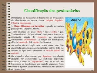 Classificação dos protozoáriosClassificação dos protozoários
Dependendo do mecanismo de locomoção, os protozoários
são classificados em quatro classes: rizópode, flagelado,
Ciliado e esporozoário.
1. Classe Rhizopoda ou Sarcodina - quando apresentam
pseudópodos. Exemplo: Amebas.
Termo originado do grego Rhiza = raiz e podos = pés.
Também chamado de “sarcodíneo”, é um protozoário que se
movimenta através de expansões do citoplasma
denominadas “pseudópodes”. A função dos pseudópodes,
além da locomoção, é de captura de alimentos.
As amebas são o exemplo mais comum dessa classe. São
encontradas em água doce, água salgada e sobre o lodo. As
amebas de água doce apresentam o vacúolo pulsátil ou
contrátil.
Os rizópodes alimentam-se por fagocitose, englobando
alimento por pseudópodes. As partículas englobadas
recebem o nome de “fagossomos”, que ao se unir aos
lisossomos se transformam em vacúolo digestivo. Após
ocorrer a digestão, os resíduos são eliminados pelo processo
da clasmocitose.
219
Ameba
 