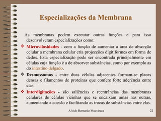 Especializações da Membrana
As membranas podem executar outras funções e para isso
desenvolveram especializações como:
 Microvilosidades - com a função de aumentar a área de absorção
celular a membrana celular cria projecções digitiformes em forma de
dedos. Esta especialização pode ser encontrada principalmente em
células cuja função é a de absorver substâncias, como por exemplo as
do intestino delgado.
 Desmossomos - entre duas células adjacentes formam-se placas
densas e filamentos de proteínas que confere forte aderência entre
elas.
 Interdigitações - são saliências e reentrâncias das membranas
celulares de células vizinhas que se encaixam umas nas outras,
aumentando a coesão e facilitando as trocas de substâncias entre elas.
22Alvido Bernardo Muaviraca
 