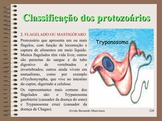 Classificação dos protozoáriosClassificação dos protozoários
2. FLAGELADO OU MASTIGÓFARO
Protozoário que apresenta um ou mais
flagelos, com função de locomoção e
captura de alimentos em meio líquido.
Muitos flagelados têm vida livre, outros
são parasitas do sangue e do tubo
digestivo de vertebrados e
invertebrados; outros ainda vivem em
mutualismo, como por exemplo
oTrychonympha, que vive no intestino
do cupim, digerindo a celulose.
Os representantes mais comuns dos
flagelados são: o Trypanosoma
gambierisi (causador da doença do sono)
e Trypanosoma cruzi (causador da
doença de Chagas). Alvido Bernardo Muaviraca 220
Trypanosoma
 
