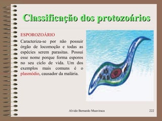 Classificação dos protozoáriosClassificação dos protozoários
ESPOROZOÁRIO
Caracteriza-se por não possuir
órgão de locomoção e todas as
espécies serem parasitas. Possui
esse nome porque forma esporos
no seu ciclo de vida. Um dos
exemplos mais comuns é o
plasmódio, causador da malária.
Alvido Bernardo Muaviraca 222
 