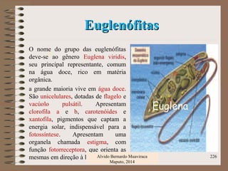 EuglenófitasEuglenófitas
O nome do grupo das euglenófitas
deve-se ao gênero Euglena viridis,
seu principal representante, comum
na água doce, rico em matéria
orgânica.
a grande maioria vive em água doce.
São unicelulares, dotadas de flagelo e
vacúolo pulsátil. Apresentam
clorofila a e b, carotenóides e
xantofila, pigmentos que captam a
energia solar, indispensável para a
fotossíntese. Apresentam uma
organela chamada estigma, com
função fotorreceptora, que orienta as
mesmas em direção à luz. Alvido Bernardo Muaviraca
Maputo, 2014
226
Euglena
 