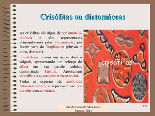 Crisófitas ou diatomáceasCrisófitas ou diatomáceas
As crisófitas são algas de cor amarelo-
dourada e são representadas
principalmente pelas diatomáceas, que
fazem parte do fitoplâncton (chrisós =
ouro, dourado).
unicelulares, vivem em águas doce e
salgada, apresentando um reforço de
sílica em sua parede celular,
denominada frústula. Apresentam
clorofila a e c, caroteno e fucoxantina.
Todas as espécies são autótrofas
fotossintetizantes e reproduzem-se por
divisão directa binária.
Alvido Bernardo Muaviraca
Maputo, 2014
227
crisófitas
 