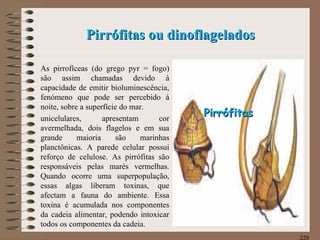 Pirrófitas ou dinoflageladosPirrófitas ou dinoflagelados
As pirrofíceas (do grego pyr = fogo)
são assim chamadas devido à
capacidade de emitir bioluminescência,
fenómeno que pode ser percebido à
noite, sobre a superfície do mar.
unicelulares, apresentam cor
avermelhada, dois flagelos e em sua
grande maioria são marinhas
planctônicas. A parede celular possui
reforço de celulose. As pirrófitas são
responsáveis pelas marés vermelhas.
Quando ocorre uma superpopulação,
essas algas liberam toxinas, que
afectam a fauna do ambiente. Essa
toxina é acumulada nos componentes
da cadeia alimentar, podendo intoxicar
todos os componentes da cadeia.
228
PirrófitasPirrófitas
 