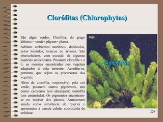 Clorófitas (Chlorophytas)Clorófitas (Chlorophytas)
São algas verdes. Clorófita, do grego
khloros = verde+ phyton= planta.
habitam ambientes marinhos, dulcícolos,
solos húmidos, troncos de árvores. São
pluricelulares, com exceção de algumas
espécies unicelulares. Possuem clorofila a e
b, as mesmas encontradas nos vegetais
adaptados à vida terrestre. Acredita-se,
portanto, que sejam as precursoras dos
vegetais.
Além da clorofila, responsável pela cor
verde, possuem outros pigmentos, tais
como: carotenos (cor alaranjada) xantofila
(cor amarelada). Os pigmentos encontram-
se no interior dos plastos. Armazenam
amido como substância de reserva e
apresentam a parede celular constituída de
celulose. 229
ClorófitasClorófitas
 