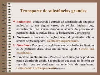 Transporte de substâncias grandes
 Endocitose - corresponde à entrada de substâncias de alto peso
molecular e, em alguns casos, de células inteiras. que,
normalmente, não seriam absorvidas através do processo de
permeabilidade selectiva. Envolve basicamente 2 processos:
1. Fagocitose - Processo de englobamento de partículas sólidas
através de pseudópodos. Ocorre um englobamento.
2. Pinocitose - Processo de englobamento de substâncias líquidas
ou de partículas dissolvidas em um meio líquido. Ocorre uma
invaginação.
 Exocitose ou clasmatose - Processo de eliminação de produtos
para o exterior da célula. São produtos que estão no interior de
vesículas, que se desfazem na superfície da membrana.
Corresponde à defecação celular. 23Alvido Bernardo Muaviraca
 
