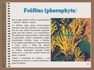 Feófitas (phaeophytaFeófitas (phaeophyta)
São as algas pardas. Feófita, do grego phalos
= marrom + phyton = planta.
As feófitas, algas quase exclusivamente
marinhas, além das clorofilas e carotenóides,
têm em suas células fucoxantina, pigmento
pardo que Ihes confere a cor característica.
São geralmente muito grandes e muitas delas
já apresentam tecidos constituindo órgãos
denominados rizóides, estipe e lâminas.
Esses órgãos assemelham-se respectivamente
a raízes, caule e folhas das plantas
superiores. Não há formas unicelulares entre
as feófitas. geralmente possuem bolsas
cheias de ar, o que lhes permite flutuar nas
águas, A parede
celular é constituída de celulose, e sua
substância de reserva é o açúcar laminarina e
gotas de lipídios. 231
FeófitasFeófitas
 