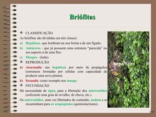 BriófitasBriófitas
 CLASSIFICAÇÃO
As briófitas são divididas em três classes:
a) Hepáticas -que lembram na sua forma a de um fígado;
b) Antóceros - que já possuem uma estrutura “parecida” no
seu aspecto à de uma flor;
c) Musgos - (lodo).
 REPRODUÇÃO
a) Assexuada: nas hepáticas por meio de propágulos
(estruturas formadas por células com capacidade de
produzir uma nova planta).
b) Sexuada: como exemplo nos musgo.
 FECUNDAÇÃO
Há necessidade de água, para a liberação dos anterozóides
(suficiente uma gota de orvalho, de chuva, etc.).
Os anterozóides, uma vez libertados do conteúdo, nadam e se
encaminham para os arquegónios (quimiotactismo).
237
hepáticas
 