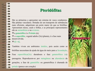 PteridófitasPteridófitas
São as primeiras a apresentar um sistema de vasos condutores.
São plantas vasculares. Dotadas de um transporte de substâncias
mais eficiente, adquiriram um porte maior do que as briófitas.
Apresentam raízes, caule e folhas, e as principais representantes
são as samambaias e as avencas.
o gametófito é o Prótalo (n);
 o esporófito, vegetal adulto (2n) (planta), é a fase mais
desenvolvida;
 E > G.
Também vivem em ambientes úmidos, pois assim como as
briófitas necessitam da ajuda da água do meio para a fecundação,
Fase esporofítica(2n): duradoura e fase gametofítica (n):
passageira. Reproduzem-se por metagênese ou alternância de
gerações, a fase de gametófito ou gametofítica é chamada de
prótalo (parece um coração)
239
SamambaiasSamambaias
 