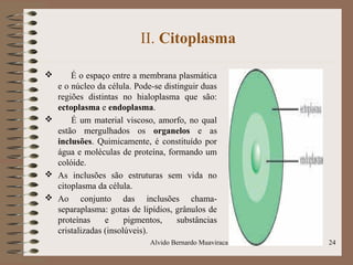 II. Citoplasma
 É o espaço entre a membrana plasmática
e o núcleo da célula. Pode-se distinguir duas
regiões distintas no hialoplasma que são:
ectoplasma e endoplasma.
 É um material viscoso, amorfo, no qual
estão mergulhados os organelos e as
inclusões. Quimicamente, é constituído por
água e moléculas de proteína, formando um
colóide.
 As inclusões são estruturas sem vida no
citoplasma da célula.
 Ao conjunto das inclusões chama-
separaplasma: gotas de lipídios, grânulos de
proteínas e pigmentos, substâncias
cristalizadas (insolúveis).
24Alvido Bernardo Muaviraca
 