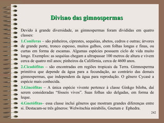 Divisao das gimnospermasDivisao das gimnospermas
Devido à grande diversidade, as gimnospermas foram divididas em quatro
classes:
1.Coníferas – são pinheiros, ciprestes, sequóias, abetos, cedros e outras; árvores
de grande porte, tronco espesso, muitos galhos, com folhas longas e finas, ou
curtas em forma de escamas. Algumas espécies possuem ciclo de vida muito
longo. Exemplos: as sequóias chegam a ultrapassar 100 metros de altura e vivem
cerca de quatro mil anos; pinheiros da Califórnia, cerca de 4600 anos.
2.Cicadófitas – são encontradas em regiões tropicais da Terra. Gimnosperma
primitiva que depende da água para a fecundação, ao contrário das demais
gimnospermas, que independem da água para reprodução. O gênero Cycasé a
espécie mais conhecida.
3.Gincófitas – A única espécie vivente pertence à classe Ginkgo biloba, daí
serem consideradas “fósseis vivos”. Suas folhas são delgadas, em forma de
leque.
4.Gnetófitas– essa classe inclui gêneros que mostram grandes diferenças entre
si. Destacam-se três gêneros: Welwitschia mirabilis, Gnetum e Ephedra.
242
 