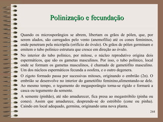 Polinização e fecundaçãoPolinização e fecundação
Quando os microsporângios se abrem, libertam os grãos de pólen, que, por
serem alados, são carregados pelo vento (anemofilia) até os cones femininos,
onde penetram pela micrópila (orifício do óvulo). Os grãos de pólen germinam e
emitem o tubo polínico estrutura que cresce em direção ao óvulo.
No interior do tubo polínico, por mitose, o núcleo reprodutivo origina dois
espermáticos, que são os gametas masculinos. Por isso, o tubo polínico, local
onde se formam os gametas masculinos, é chamado de gametófito masculino.
Um dos núcleos espermáticos fecunda a oosfera, e o outro degenera.
O zigoto formado passa por sucessivas mitoses, originando o embrião (2n). O
embrião se desenvolve no interior do gametófito feminino,alimentando-se dele.
Ao mesmo tempo, o tegumento do megasporângio torna-se rígido e formará a
casca ou tegumento da semente.
A semente (pinhão), até não amadurecer, fica presa ao megastróbilo (pinha ou
cones). Assim que amadurece, desprende-se do estróbilo (cone ou pinha).
Caindo em local adequado, germina, originando uma nova planta.
244
 