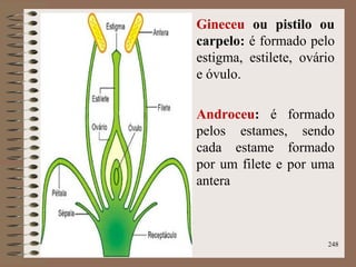 Gineceu ou pistilo ou
carpelo: é formado pelo
estigma, estilete, ovário
e óvulo.
Androceu: é formado
pelos estames, sendo
cada estame formado
por um filete e por uma
antera
248
 