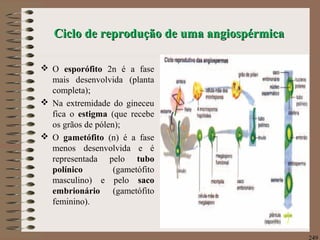 Ciclo de reprodução de uma angiospérmicaCiclo de reprodução de uma angiospérmica
 O esporófito 2n é a fase
mais desenvolvida (planta
completa);
 Na extremidade do gineceu
fica o estigma (que recebe
os grãos de pólen);
 O gametófito (n) é a fase
menos desenvolvida e é
representada pelo tubo
polínico (gametófito
masculino) e pelo saco
embrionário (gametófito
feminino).
249
 
