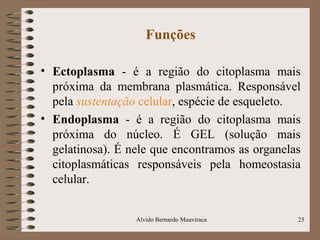 Funções
• Ectoplasma - é a região do citoplasma mais
próxima da membrana plasmática. Responsável
pela sustentação celular, espécie de esqueleto.
• Endoplasma - é a região do citoplasma mais
próxima do núcleo. É GEL (solução mais
gelatinosa). É nele que encontramos as organelas
citoplasmáticas responsáveis pela homeostasia
celular.
25Alvido Bernardo Muaviraca
 