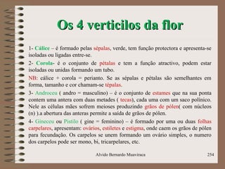 Os 4 verticilos da florOs 4 verticilos da flor
1- Cálice – é formado pelas sépalas, verde, tem função protectora e apresenta-se
isoladas ou ligadas entre-se.
2- Corola- é o conjunto de pétalas e tem a função atractivo, podem estar
isoladas ou unidas formando um tubo.
NB: cálice + corola = perianto. Se as sépalas e pétalas são semelhantes em
forma, tamanho e cor chamam-se tépalas.
3- Androceu ( andro = masculino) – é o conjunto de estames que na sua ponta
contem uma antera com duas metades ( tecas), cada uma com um saco polínico.
Nele as células mães sofrem meioses produzindo grãos de pólen( com núcleos
(n) ).a abertura das anteras permite a saída de grãos de pólen.
4- Gineceu ou Pistilo ( gine = feminino) – é formado por uma ou duas folhas
carpelares, apresentam: ovários, estiletes e estigma, onde caem os grãos de pólen
para fecundação. Os carpelos se unem formando um ovário simples, o numero
dos carpelos pode ser mono, bi, tricarpelares, etc.
Alvido Bernardo Muaviraca 254
 