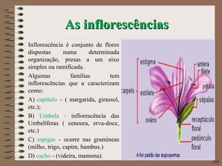 As inflorescênciasAs inflorescências
Inflorescência é conjunto de flores
dispostas numa determinada
organização, presas a um eixo
simples ou ramificada.
Algumas famílias tem
inflorescências que a caracterizam
como:
A) capitulo – ( margarida, girassol,
etc.);
B) Umbela - inflorescência das
Umbelíferas ( cenoura, erva-doce,
etc.)
C) espigas - ocorre nas gramíneas
(milho, trigo, capim, bambus.)
D) cacho - (videira, mamona).
255
 