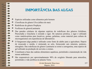 IMPORTÂNCIA DAS ALGASIMPORTÂNCIA DAS ALGAS
 Espécies utilizadas como alimentos pelo homem
 Clorofíceas do gênero Ulva (alface do mar)
 Rodofíceas do gênero Porphyra
 Feofíceas do gêneroLaminaria
 Das paredes celulares de algumas espécies de rodofíceas dos gêneros Gelidium,
Pterocladia e Gracilaria é extraído o ágar. De natureza protéica, o ágar é utilizado
como matéria-prima para laxativos, gomas, gelatinas, como material para cultura de
microrganismos em experiências de laboratórios
 O Sargassum (alga parda) é utilizado como fonte de adubo para a agricultura. Depois
de ressecado e moído, é misturado ao solo, fornecendo sais minerais, potássio,
nitrogênio. Das rodofíceas do gênero Laminaria se extrai a carregenina, uma espécie de
gel utilizado na produção de sorvetes e cremes.
 Constituem a base das cadeias alimentares aquáticas, permitindo a manutenção da vida
nesses ambientes.
 São responsáveis por aproximadamente 90% do oxigênio liberado para atmosfera,
permitindo a vida aeróbica no planeta Terra.
Alvido Bernardo Muaviraca
Maputo, 2014
257
 