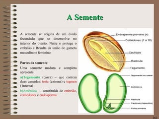 A SementeA Semente
A semente se origina de um óvulo
fecundado que se desenvolve no
interior do ovário. Nutre e protege o
embrião e Resulta da união do gameta
masculino e feminino
Partes da semente:
Uma semente madura e completa
apresenta:
a)Tegumento (casca) – que contem
duas camadas: testa (externa) e tegmen
( interna)
b)Amêndoa – constituída de embrião,
cotilédones e endosperma.
262
 
