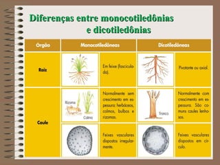 Diferenças entre monocotiledôniasDiferenças entre monocotiledônias
e dicotiledôniase dicotiledônias
265
 