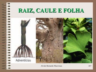RAIZ, CAULE E FOLHARAIZ, CAULE E FOLHA
Alvido Bernardo Muaviraca 267
 