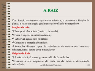 A RAIZA RAIZ
Com função de absorver água e sais minerais, e promover a fixação da
planta, a raiz é um órgão geralmente aclorofilado e subterrâneo.
funções da raiz:
Transporte das seivas (bruta e elaborada);
Fixar o vegetal ao substrato (meio);
 Absorver água e sais minerais;
Conduzir o material absorvido;
Acumular diversos tipos de substâncias de reserva (ex: cenoura,
rabanete, nabo, batata-doce e mandioca).
Origem da Raiz
A raiz principal tem origem na radícula do embrião.
Quando a raiz origina-se do caule ou da folha, é denominada
advertência. Alvido Bernardo Muaviraca 268
 