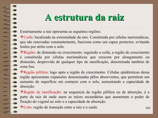 A estrutura da raizA estrutura da raiz
Externamente a raiz apresenta as seguintes regiões:
Coifa: localizada na extremidade da raiz. Constituída por células merismáticas,
que são renovadas constantemente, funciona como um capuz protector, evitando
lesões por atrito com o solo.
Região: de distensão ou crescimento: seguindo a coifa, a região de crescimento
é constituída por células merismáticas que crescem por alongamento ou
distensão, desprovida de qualquer tipo de ramificação, denominada também de
zona lisa.
Região pilífera: logo após a região de crescimento. Células epidérmicas dessa
região apresentam expansões denominadas pêlos absorventes, que permitem um
aumento de superfície em contacto com o solo, aumentando a capacidade de
absorção.
Região de ramificação: na sequencia da região pilífera ou de absorção, é a
parte da raiz de onde saem as raízes secundárias que aumentam o poder de
fixação do vegetal ao solo e a capacidade de absorção.
Colo: região de transição entre a raiz e o caule. 269
 