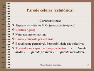 Parede celular (celulósica)
Características:
 Espessa => vista ao M.O. (microscópio óptico)
 Relativa rígida;
 Natureza inerte (morta);
 Básica, composta por celulose;
 É totalmente permeável. Permeabilidade não selectiva;
 3 camadas ou capas: de fora para dentro - lamela
média - parede primária - parede secundária.
27Alvido Bernardo Muaviraca
 