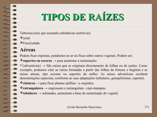 TIPOS DE RAÍZESTIPOS DE RAÍZES
Tuberosa (raiz que acumula substâncias nutritivas)
axial
Fasciculada
Aéreas
Podem ficar expostas, pendentes no ar ou fixas sobre outros vegetais. Podem ser:
suportes ou escoras → para aumentar a sustentação:
(adventícias) → São raízes que se originam directamente de folhas ou de caules. Como
exemplo, podemos citar as raízes formadas a partir das folhas de fortuna e begónia e as
raízes aéreas, tipo escoras ou suportes do milho. As raízes adventícias recebem
denominações especiais, conforme as suas adaptações (tabulares, grampiformes, suporte).
cinturas → para fixar plantas epífitas - a orquídea.
estrangulares → engrossam e estrangulam - cipó-matapau.
tabulares → achatadas, aumentam a base de sustentação do vegetal.
Alvido Bernardo Muaviraca 271
 