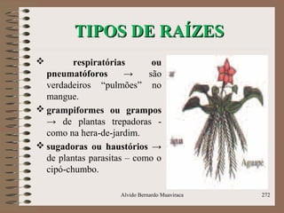 TIPOS DE RAÍZESTIPOS DE RAÍZES
 respiratórias ou
pneumatóforos → são
verdadeiros “pulmões” no
mangue.
 grampiformes ou grampos
→ de plantas trepadoras -
como na hera-de-jardim.
 sugadoras ou haustórios →
de plantas parasitas – como o
cipó-chumbo.
Alvido Bernardo Muaviraca 272
 