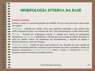 MORFOLOGIA INTERNA DA RAIZMORFOLOGIA INTERNA DA RAIZ
Estrutura primária
Forma-se a partir do meristema primário do embrião. Em um corte transversal, observamos
três regiões:
Epiderme - formada por células vivas, sem superfície cutinizada, o que permite uma
melhor absorção de água e sais minerais do solo. Nela estão presentes os pêlos absorventes.
Córtex - formado por parênquima cortical. A camada mais interna do parênquima
denomina-se endoderme. A endoderme é formada por uma camada de células dispostas ao
redor do cilindro central. Na endoderme das dicotiledôneas, o depósito de lignina e
suberina formam as estrias de Gaspary.
Cilindro central - situado na parte mais interna da raiz, formado por uma camada de
células denominada periciclo, responsável pela formação das raízes secundárias. Dentro do
periciclo encontram-se o xilema e o floema. Entre o xilema e o floema há o câmbio,
responsável pelo crescimento secundário da raiz.
Alvido Bernardo Muaviraca 273
 