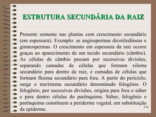 ESTRUTURA SECUNDÁRIA DA RAIZESTRUTURA SECUNDÁRIA DA RAIZ
Presente somente nas plantas com crescimento secundário
(em espessura). Exemplo: as angiospermas dicotiledôneas e
gimnospermas. O crescimento em espessura da raiz ocorre
graças ao aparecimento de um tecido secundário (câmbio).
As células de câmbio passam por sucessivas divisões,
separando camadas de células que formam xilema
secundário para dentro da raiz, e camadas de células que
formam floema secundário para fora. A partir do periciclo,
surge o meristema secundário denominado felogênio. O
felogênio, por sucessivas divisões, origina para fora o súber
e para dentro células do parênquima. Súber, felogênio e
parênquima constituem a periderme vegetal, em substituição
da epiderme.
274
 