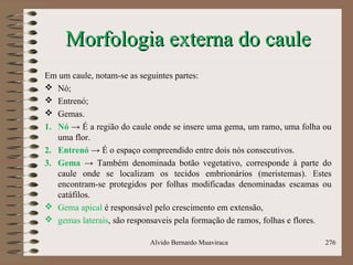 Morfologia externa do cauleMorfologia externa do caule
Em um caule, notam-se as seguintes partes:
 Nó;
 Entrenó;
 Gemas.
1. Nó → É a região do caule onde se insere uma gema, um ramo, uma folha ou
uma flor.
2. Entrenó → É o espaço compreendido entre dois nós consecutivos.
3. Gema → Também denominada botão vegetativo, corresponde à parte do
caule onde se localizam os tecidos embrionários (meristemas). Estes
encontram-se protegidos por folhas modificadas denominadas escamas ou
catáfilos.
 Gema apical é responsável pelo crescimento em extensão,
 gemas laterais, são responsaveis pela formação de ramos, folhas e flores.
Alvido Bernardo Muaviraca 276
 