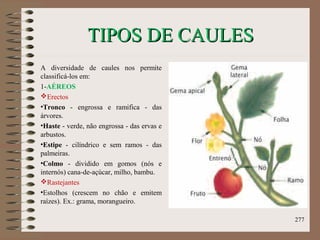 TIPOS DE CAULESTIPOS DE CAULES
A diversidade de caules nos permite
classificá-los em:
1-AÉREOS
Erectos
•Tronco - engrossa e ramifica - das
árvores.
•Haste - verde, não engrossa - das ervas e
arbustos.
•Estipe - cilíndrico e sem ramos - das
palmeiras.
•Colmo - dividido em gomos (nós e
internós) cana-de-açúcar, milho, bambu.
Rastejantes
•Estolhos (crescem no chão e emitem
raízes). Ex.: grama, morangueiro.
277
 