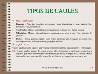 TIPOS DE CAULESTIPOS DE CAULES
 SUBTERRÂNEOS
• Rizomas - Não têm clorofila, apresentam raízes adventícias e ramos aéreos. Ex.:
bananeira, cará, samambaia.
• Tubérculos - Ramos subterrâneos que acumulam reservas. Ex.: batata-inglesa.
• Xilopódios- Massas tuberculiformes, confundem-se com a raiz. Ex.: plantas do
cerrado.
• Bulbos - Caule pequeno (prato) com folhas carnosas que protegem as gemas. Ex.:
cebola (tunicado), lírio (escamoso), gengibre (sólidos).
 AQUÁTICOS
Caules aquáticos; são aqueles que vivem permanentemente na água; exemplo: vitóriarégia.
NB: Alguns caules, apesar de serem aéreos, não conseguem se sustentar: agarram-se a
suportes por meio de estruturas denominadas gavinhas; exemplo: uva, chuchu. Outros
desenvolvem-se rente ao chão; exemplo: aboboreira, morangueiros, melancia, etc.
Alvido Bernardo Muaviraca 278
 
