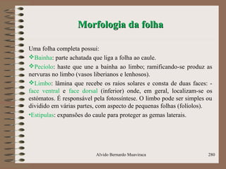 Morfologia da folhaMorfologia da folha
Uma folha completa possui:
Bainha: parte achatada que liga a folha ao caule.
Pecíolo: haste que une a bainha ao limbo; ramificando-se produz as
nervuras no limbo (vasos liberianos e lenhosos).
Limbo: lâmina que recebe os raios solares e consta de duas faces: -
face ventral e face dorsal (inferior) onde, em geral, localizam-se os
estómatos. É responsável pela fotossíntese. O limbo pode ser simples ou
dividido em várias partes, com aspecto de pequenas folhas (folíolos).
•Estipulas: expansões do caule para proteger as gemas laterais.
Alvido Bernardo Muaviraca 280
 