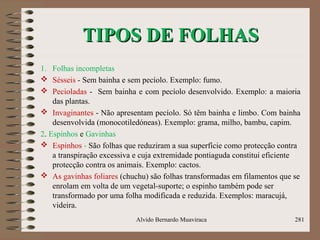 TIPOS DE FOLHASTIPOS DE FOLHAS
1. Folhas incompletas
 Sésseis - Sem bainha e sem pecíolo. Exemplo: fumo.
 Pecioladas - Sem bainha e com pecíolo desenvolvido. Exemplo: a maioria
das plantas.
 Invaginantes - Não apresentam pecíolo. Só têm bainha e limbo. Com bainha
desenvolvida (monocotiledóneas). Exemplo: grama, milho, bambu, capim.
2. Espinhos e Gavinhas
 Espinhos - São folhas que reduziram a sua superfície como protecção contra
a transpiração excessiva e cuja extremidade pontiaguda constitui eficiente
protecção contra os animais. Exemplo: cactos.
 As gavinhas foliares (chuchu) são folhas transformadas em filamentos que se
enrolam em volta de um vegetal-suporte; o espinho também pode ser
transformado por uma folha modificada e reduzida. Exemplos: maracujá,
videira.
Alvido Bernardo Muaviraca 281
 