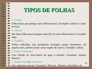 TIPOS DE FOLHASTIPOS DE FOLHAS
3 . Espata
Folha única que protege uma inflorescência. Exemplos: antúrio e copo-
de-leite.
4. Glumas
São duas folhas que protegem cada flor de uma inflorescência. Exemplo:
trigo.
5. Catáfilos
Folhas reduzidas, que geralmente protegem gemas dormentes; em
alguns casos, podem actuar como órgãos de reserva. Exemplo: cebola.
6. Folhas Colectoras
Com função de reservatório de água a animais. Exemplos: ananás,
abacaxi.
7. Insectívoras ou Carnívoras
Que capturam insectos. Exemplos: Drosera , Dionéia, utriculária, etc.
282
 