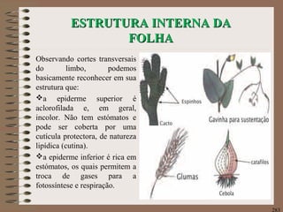 ESTRUTURA INTERNA DAESTRUTURA INTERNA DA
FOLHAFOLHA
Observando cortes transversais
do limbo, podemos
basicamente reconhecer em sua
estrutura que:
a epiderme superior é
aclorofilada e, em geral,
incolor. Não tem estómatos e
pode ser coberta por uma
cutícula protectora, de natureza
lipídica (cutina).
a epiderme inferior é rica em
estómatos, os quais permitem a
troca de gases para a
fotossíntese e respiração.
283
 