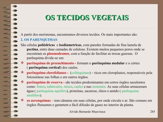 OS TECIDOS VEGETAISOS TECIDOS VEGETAIS
A partir dos meristemas, encontramos diversos tecidos. Os mais importantes são:
2. OS PARENQUIMAS
São células poliédricas e isodiametricas, com paredes formadas de fina lamela de
pectina, entre duas camadas de celulose. Existem muitos pequenos poros onde se
encontram os plasmodesmos, com a função de facilitar as trocas gasosas. O
parênquima divide-se em:
 parênquima de preenchimento - formam o parênquima medular e o córtex
( parênquima cortical) dos caules.
 parênquima clorofelianos - (colênquimas) – ricos em cloroplastos, responsáveis pela
fotossíntese nas folhas e em outros órgãos.
 parênquima de reserva - são tecidos predominantes em certos órgãos suculentos
como: frutos, tubérculos, raízes, caules e nas sementes. As suas células armazenam
água ( parênquima aquífero), proteínas, sacarose, óleos e amido ( parênquima
amilifero).
 os aerenquimas – tem câmaras em suas células, por onde circula o ar. São comuns em
órgãos flutuantes e garantem a fácil difusão de gases no interior da planta.
Alvido Bernardo Muaviraca 285
 