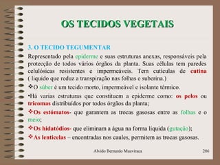 OS TECIDOS VEGETAISOS TECIDOS VEGETAIS
3. O TECIDO TEGUMENTAR
Representado pela epiderme e suas estruturas anexas, responsáveis pela
protecção de todos vários órgãos da planta. Suas células tem paredes
celulósicas resistentes e impermeáveis. Tem cutículas de cutina
( liquido que reduz a transpiração nas folhas e suberina.)
O súber é um tecido morto, impermeável e isolante térmico.
•Há varias estruturas que constituem a epiderme como: os pelos ou
tricomas distribuídos por todos órgãos da planta;
Os estómatos- que garantem as trocas gasosas entre as folhas e o
meio;
Os hidatódios- que eliminam a água na forma liquida (gutação);
As lenticelas – encontradas nos caules, permitem as trocas gasosas.
Alvido Bernardo Muaviraca 286
 