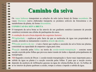 Caminho da seivaCaminho da seiva
Os vasos lenhosos transportam as soluções do solo (seiva bruta) de forma ascendente. Os
vasos liberianos (seiva elaborada) transporta os produtos solúveis da fotossíntese e do
metabolismo da planta, de forma descendente.
CONDUCAO DA SEIVA BRUTA
O transporte da seiva bruta se faz através de um gradiente osmótico (aumento de pressão
osmótico) existente nas células de parênquima da casca.
A condução da seiva bruta depende dos seguintes factores:
Capilaridade – explica-se pelo facto de que as moléculas de água tem propriedade de
coesão, atraindo-se mutuamente e ocorre a atracão ou adesão.
Pressão positiva da raiz – é um o factor que explica a ascensão da seiva bruta nas plantas,
consistindo na capacidade de empurrar a água para cima.
sucção exercida pelas folhas ou teoria da coesão-tensão-transpiração – consiste numa
sucção exercida pelas folhas que provoca maior tensão do lenho e depende principalmente de
transpiração.
NB-Segundo a teoria de Dixon ( coesão-tensão-transpiração) o factor mais importante para a
subida da água na planta é a sucção exercida pelas folhas. E para que a sucção ocorra,
depende da ausência de infiltrações gasosas na água do xilema.(bolhas de ar). As bolhas de
ar no interior da planta quebram a coesão, rompe a coluna e impede a subida da água.
289
 
