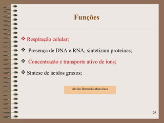 Funções
 Respiração celular;
 Presença de DNA e RNA, sintetizam proteínas;
 Concentração e transporte ativo de íons;
 Síntese de ácidos graxos;
29
Alvido Bernardo Muaviraca
 