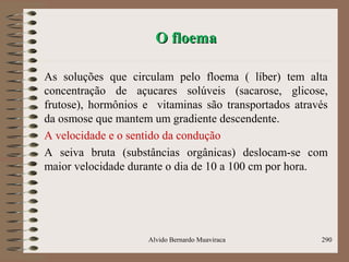 O floemaO floema
As soluções que circulam pelo floema ( líber) tem alta
concentração de açucares solúveis (sacarose, glicose,
frutose), hormônios e vitaminas são transportados através
da osmose que mantem um gradiente descendente.
A velocidade e o sentido da condução
A seiva bruta (substâncias orgânicas) deslocam-se com
maior velocidade durante o dia de 10 a 100 cm por hora.
Alvido Bernardo Muaviraca 290
 