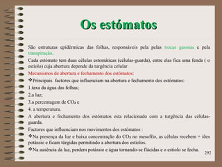 Os estómatosOs estómatos
São estruturas epidérmicas das folhas, responsáveis pela pelas trocas gasosas e pela
transpiração.
Cada estómato tem duas células estomáticas (células-guarda), entre elas fica uma fenda ( o
estiolo) cuja abertura depende da turgência celular.
Mecanismos de abertura e fechamento dos estómatos:
Principais factores que influenciam na abertura e fechamento dos estómatos:
1.taxa da água das folhas;
2.a luz;
3.a percentagem de CO e₂
4. a temperatura.
A abertura e fechamento dos estómatos esta relacionado com a turgência das células-
guarda.
Factores que influenciam nos movimentos dos estómatos :
Na presença da luz e baixa concentração do CO no mesofilo, as células recebem + iões₂
potássio e ficam túrgidas permitindo a abertura dos estiolos.
Na ausência da luz, perdem potássio e água tornando-se flácidas e o estiolo se fecha.
292
 